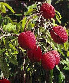 lychee1.jpg